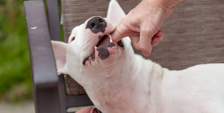 Dog Bite Personal Injury